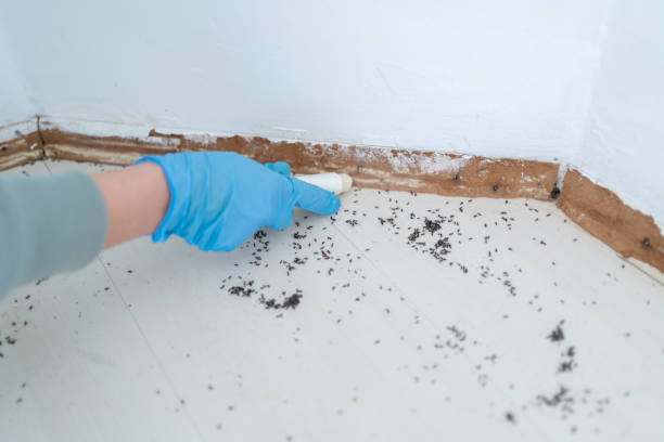 Best Wasp Removal Services  in Arroyo Seco, NM